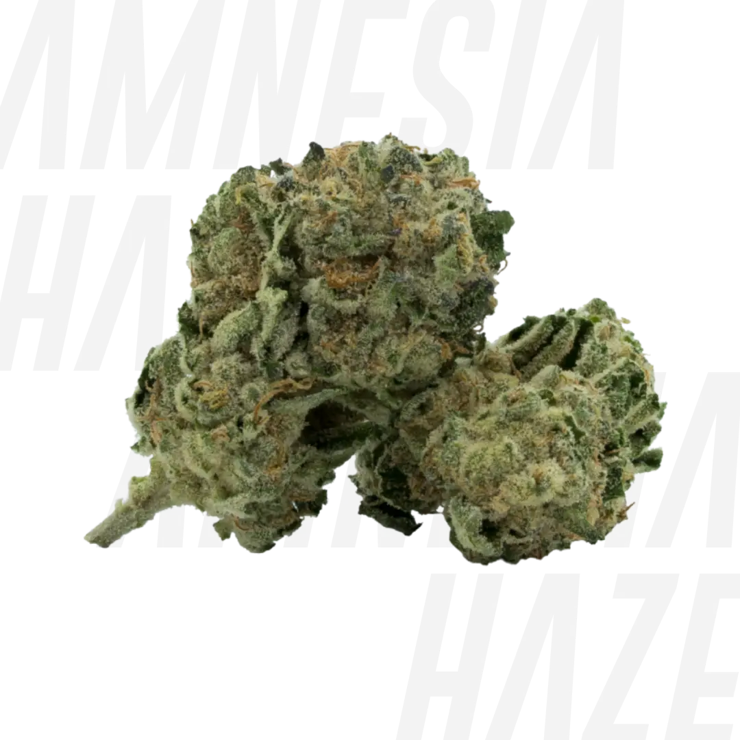 Genética AMNESIA HAZE