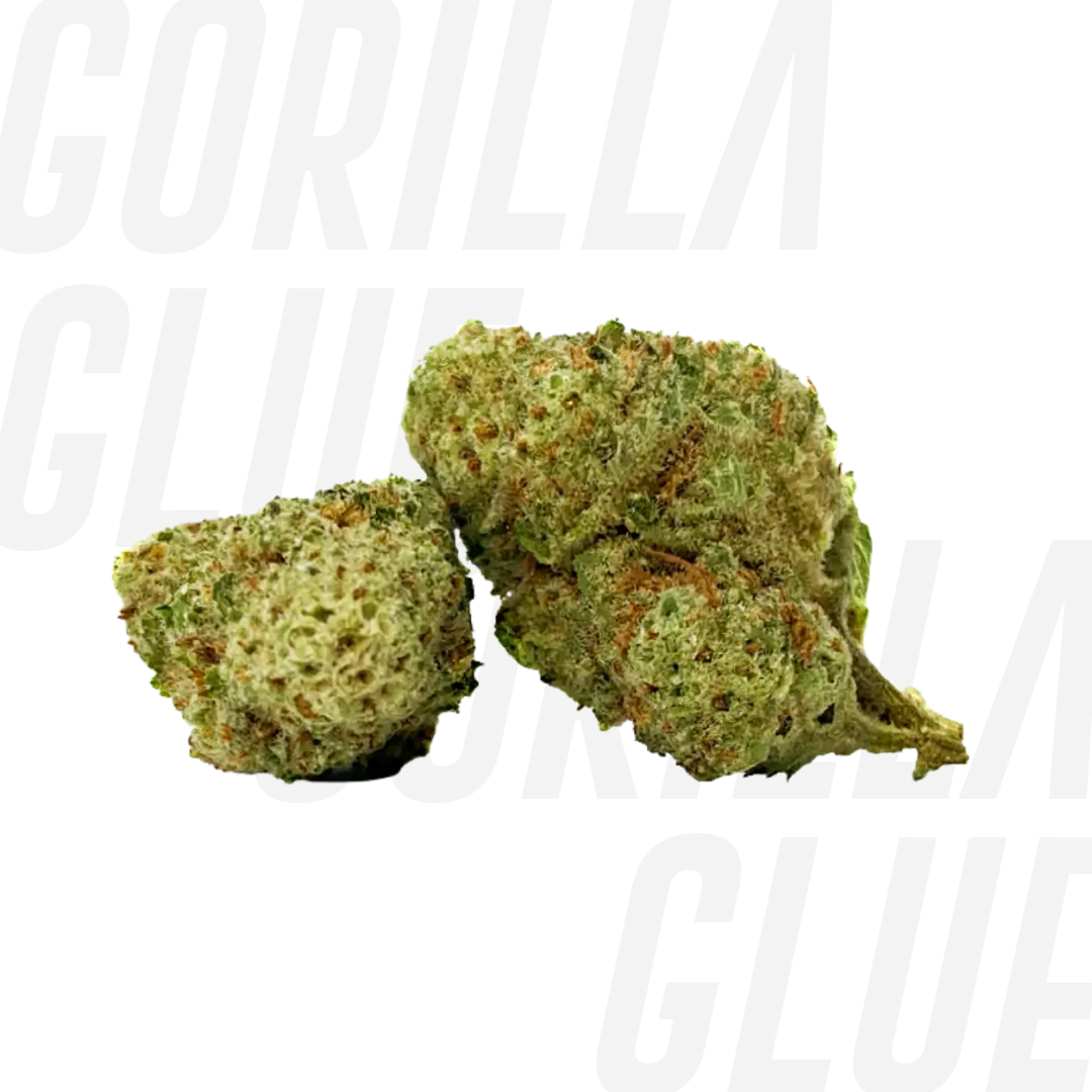 Genética GORILLA GLUE